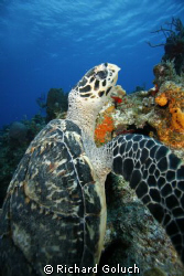 Sea turtle over the reef in Cozumel-Canon 5D -17-40 mm by Richard Goluch 